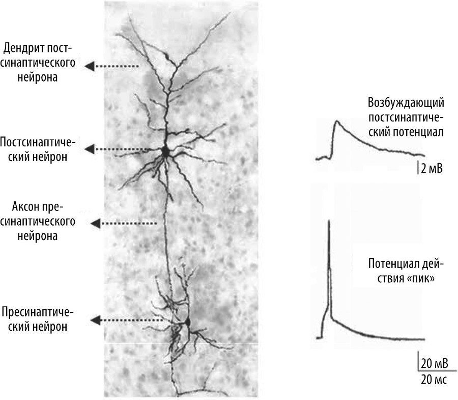 Мозг – повелитель времени - b00000191.jpg