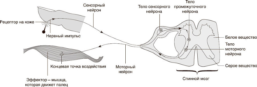 Кожа: мифы и правда о самом большом органе - i_003.jpg