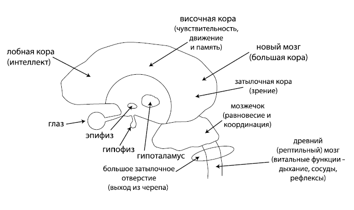 Организм: перезагрузка. Разумные технологии здоровья и очищения - _1.png