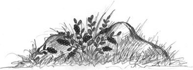 Лилии (сборник) - i_004.jpg