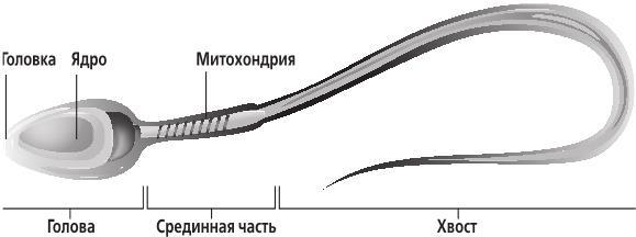 Homo Sapiens. Краткая история эволюции человечества - i_016.jpg