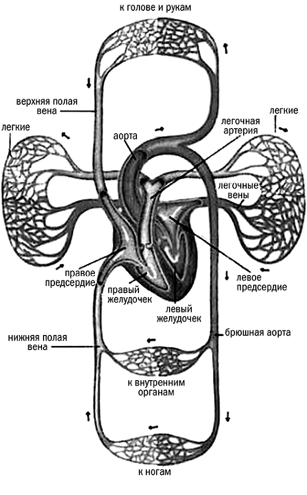 Помоги себе сам. Очищаем кровь и лимфу - i_001.jpg