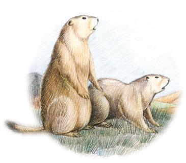 Сказание об охотнике Коджоджаше - i_005.jpg