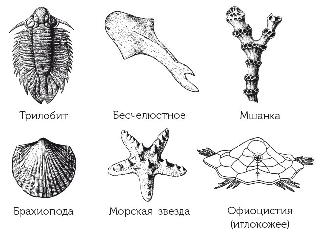 Краткая история динозавров - i_009.jpg