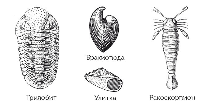 Краткая история динозавров - i_011.jpg