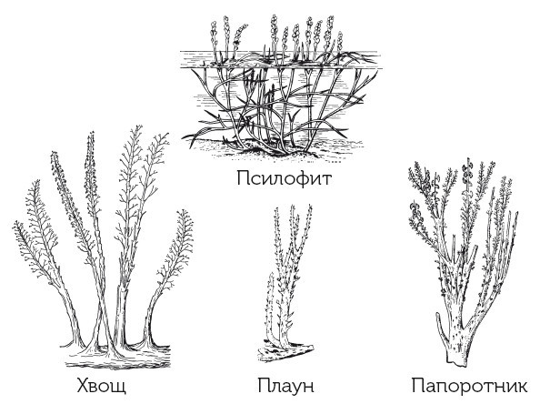 Краткая история динозавров - i_013.jpg