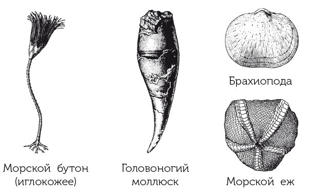 Краткая история динозавров - i_014.jpg