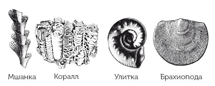 Краткая история динозавров - i_017.jpg