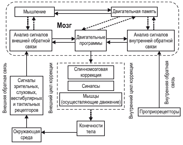 Координационные способности спортсменов - i_002.png