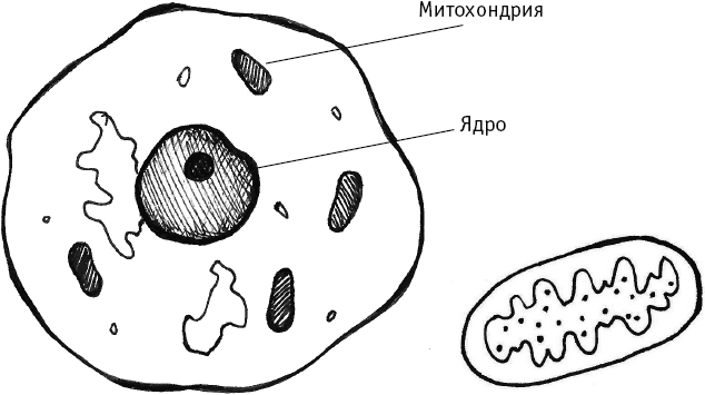 Что есть после 40. Жизнь в здоровом теле в любом возрасте - i_001.png