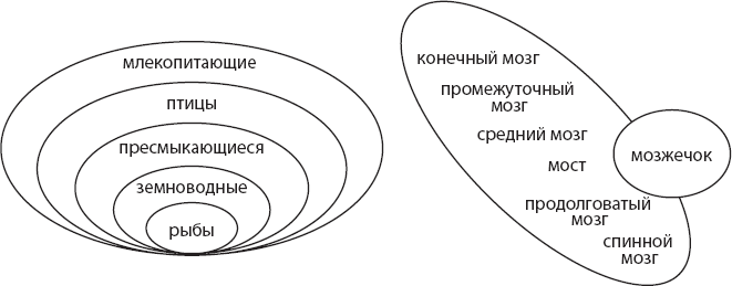 Мозг. Такой ли он особенный? - _2.png