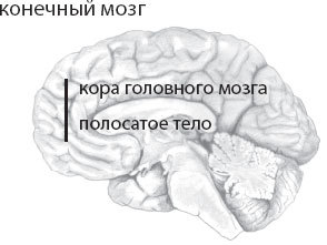 Мозг. Такой ли он особенный? - _3.jpg