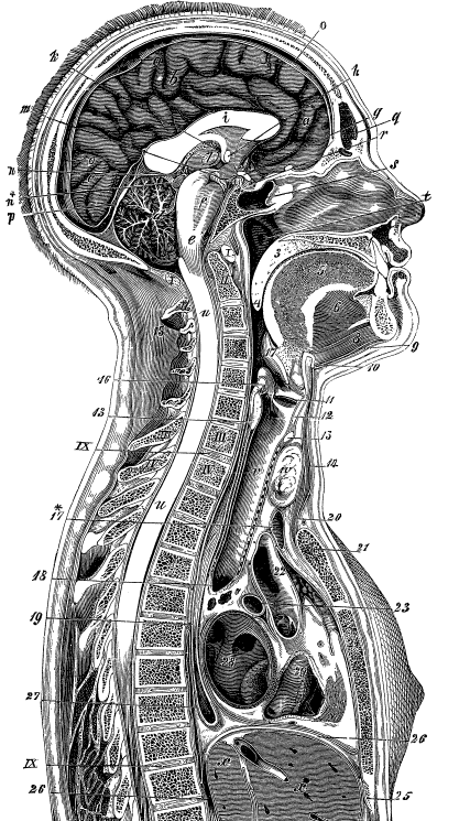 Модицина. Encyclopedia Pathologica - _1.png