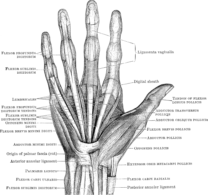 Модицина. Encyclopedia Pathologica - _12.png