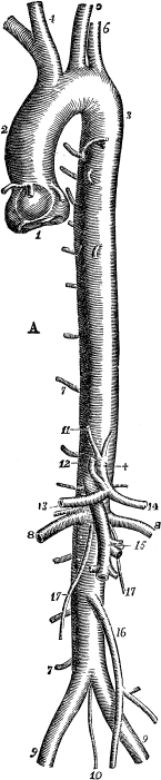 Модицина. Encyclopedia Pathologica - _13.png