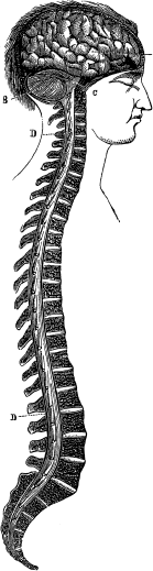 Модицина. Encyclopedia Pathologica - _16.png