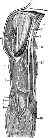 Модицина. Encyclopedia Pathologica - _17.png