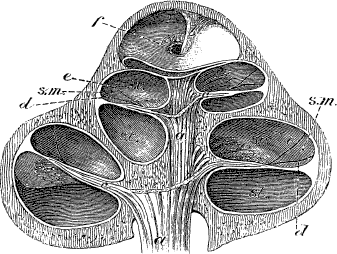 Модицина. Encyclopedia Pathologica - _18.png