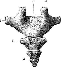 Модицина. Encyclopedia Pathologica - _19.png