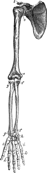 Модицина. Encyclopedia Pathologica - _23.png