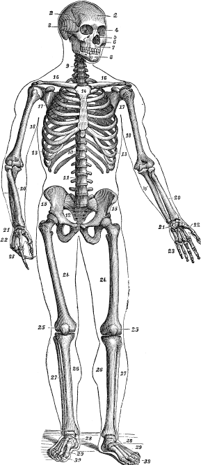 Модицина. Encyclopedia Pathologica - _8.png