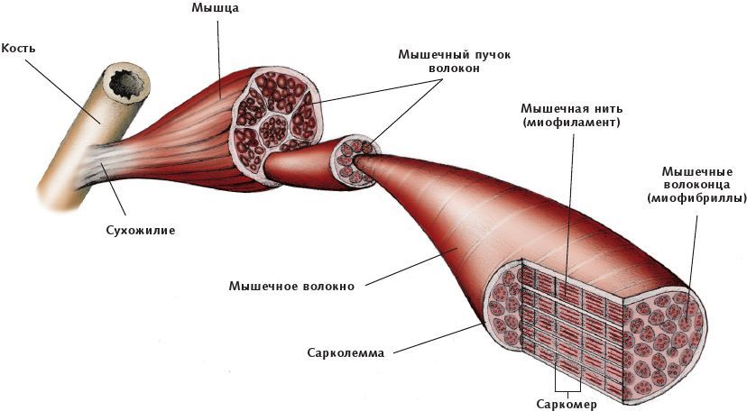 Анатомия стретчинга - i_002.jpg