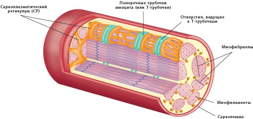 Анатомия стретчинга - i_003.jpg