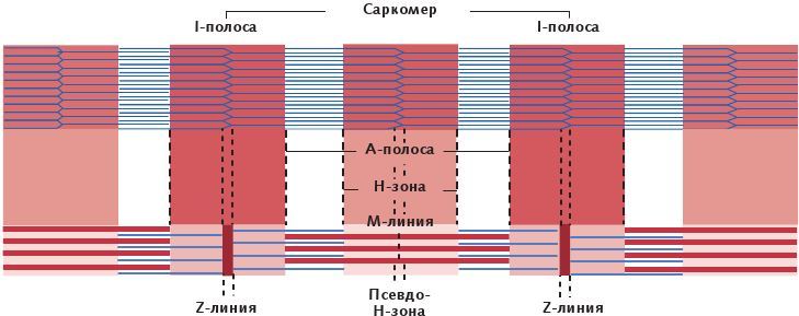 Анатомия стретчинга - i_005.jpg