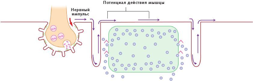 Анатомия стретчинга - i_007.jpg