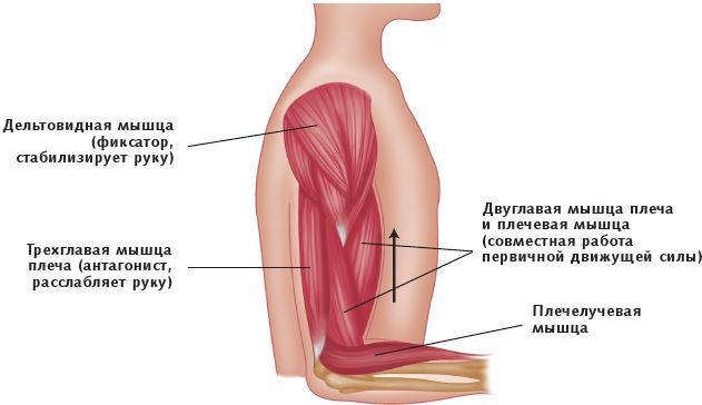 Анатомия стретчинга - i_009.jpg