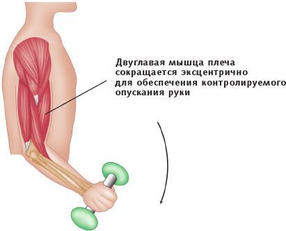 Анатомия стретчинга - i_010.jpg