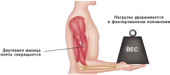 Анатомия стретчинга - i_011.jpg