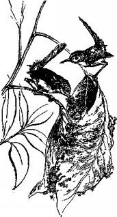 Мясной рулет. ВСТРЕЧИ С ЖИВОТНЫМИ - pic_4.jpg