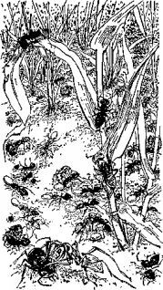 Мясной рулет. ВСТРЕЧИ С ЖИВОТНЫМИ - pic_5.jpg