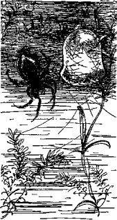 Мясной рулет. ВСТРЕЧИ С ЖИВОТНЫМИ - pic_6.jpg