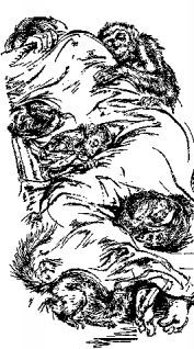 Мясной рулет. ВСТРЕЧИ С ЖИВОТНЫМИ - pic_8.jpg