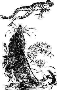 Мясной рулет. ВСТРЕЧИ С ЖИВОТНЫМИ - pic_9.jpg