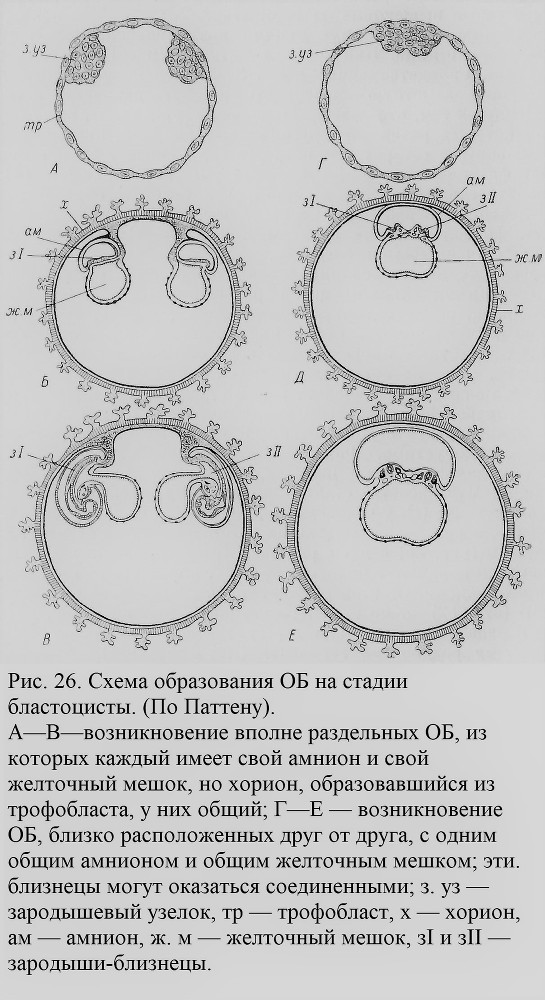 Близнецы - _027_1.jpg