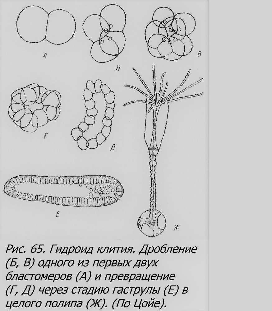 Близнецы - _059_1.jpg