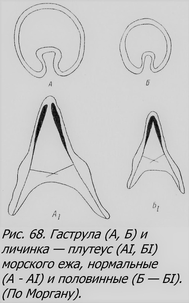 Близнецы - _060_1.jpg