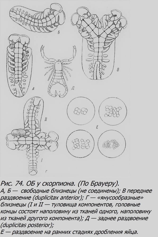 Близнецы - _063_2.jpg