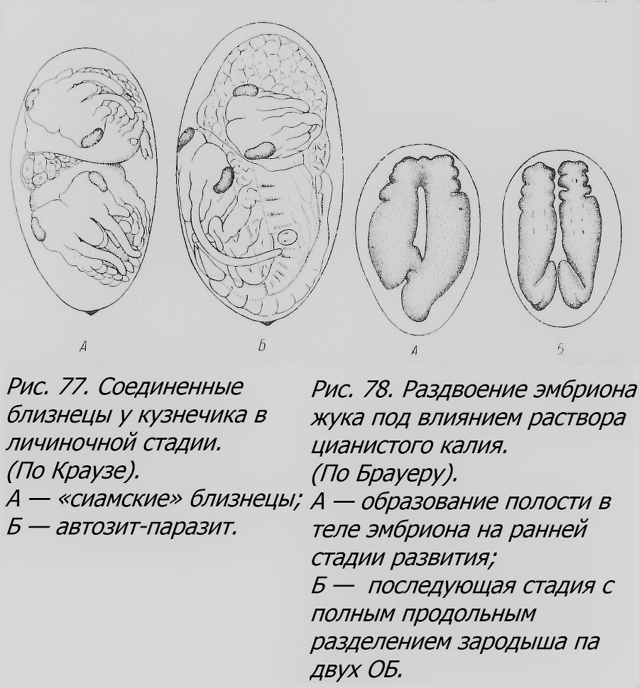 Близнецы - _064_2.jpg