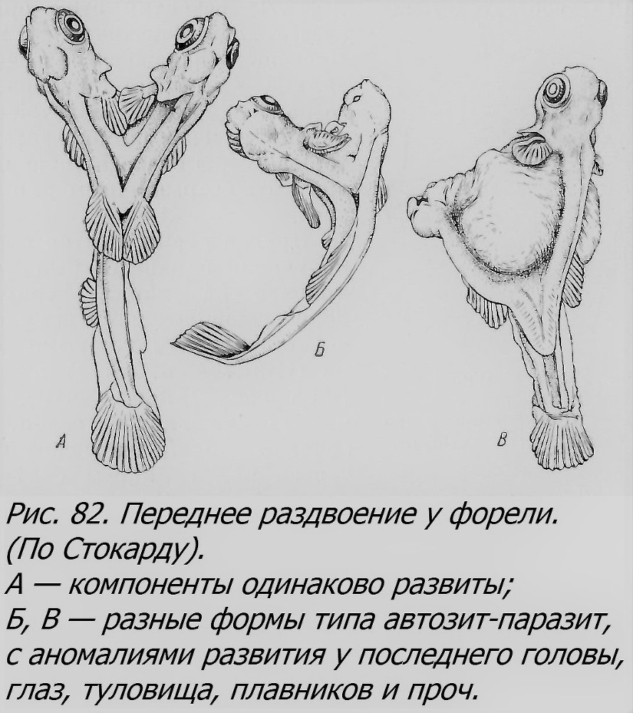 Близнецы - _067_2.jpg