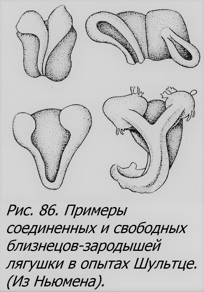 Близнецы - _070_1.jpg