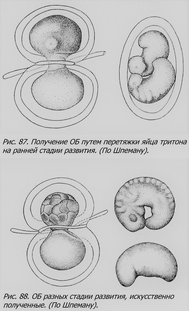 Близнецы - _070_2.jpg