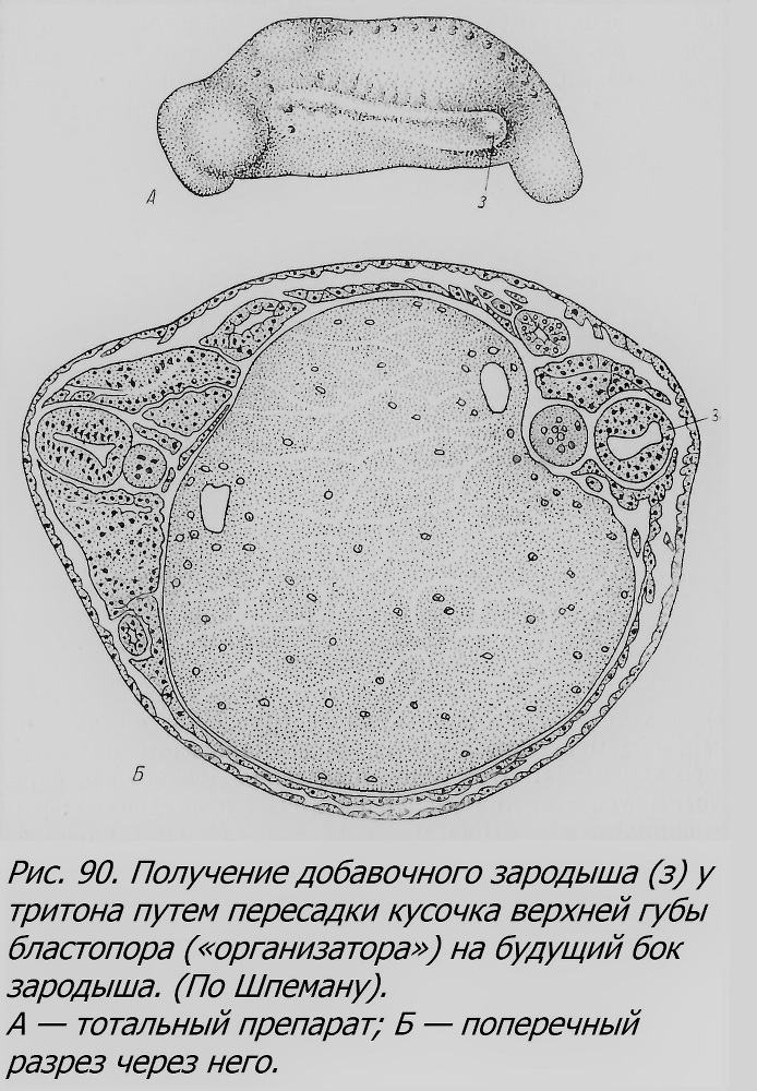 Близнецы - _071_2.jpg