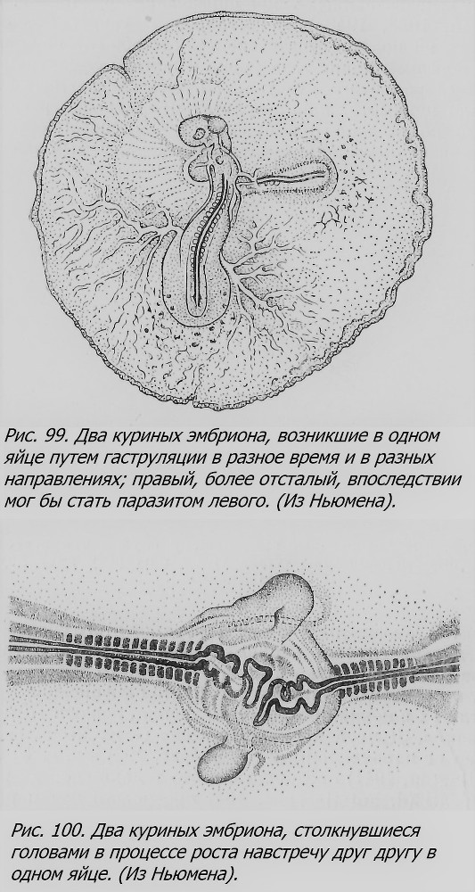 Близнецы - _075_3.jpg