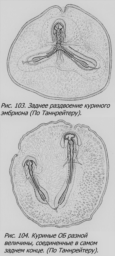 Близнецы - _077_1.jpg