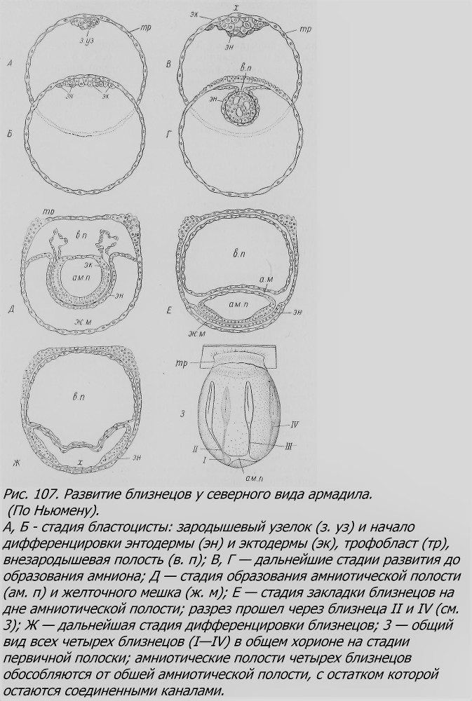 Близнецы - _079_1.jpg