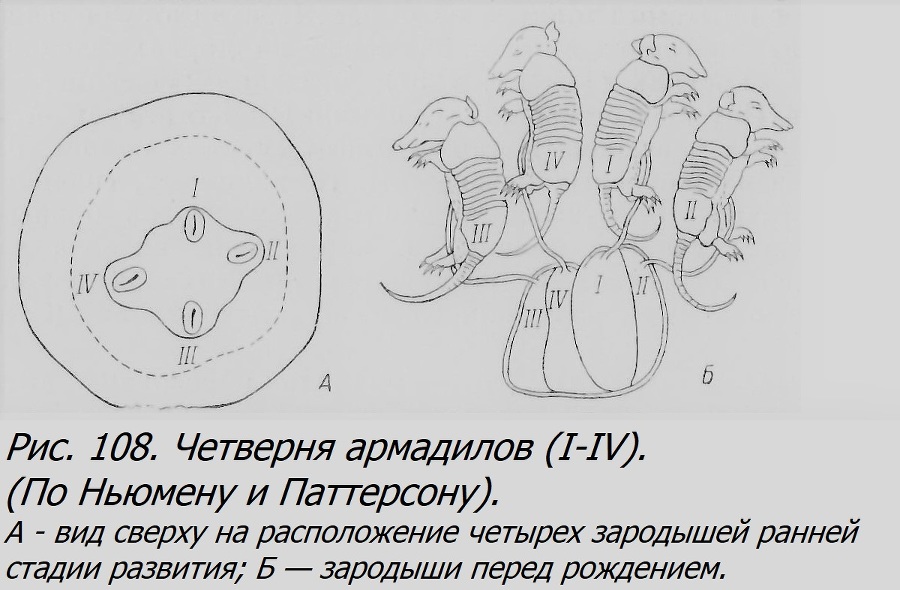 Близнецы - _079_2.jpg